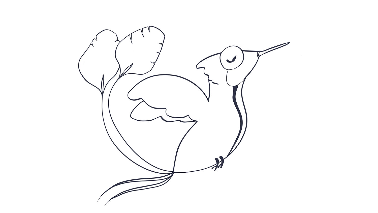 colibrí maravilloso dibujo